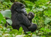 Koronavirus opasan i za gorile: Mogao bi da dovede do njihovog izumiranja