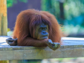Koronavirus preti da zbriše sa Zemlje gorile, orangutane i šimpanze
