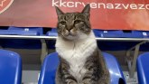 Košarka i životinje: Mačka Ljubica je živa legenda dvorane Pionir”