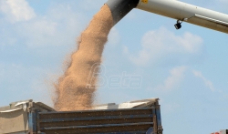 Kovačević (D2SP): Izvoz žitarica poraz preradjivačke industrije