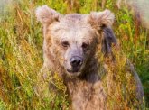 Kraj mečkarenja u Ukrajini: Poslednji medved prvi put osetio ljubav