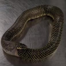 Kraljevska zmija najviše voli da jede druge zmije - ali, ponekad se malo zabuni... (VIDEO)
