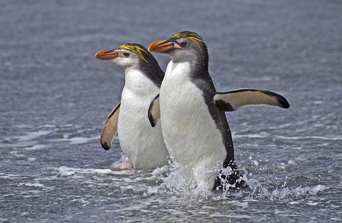 Kraljevskim pingvinima preti izumiranje