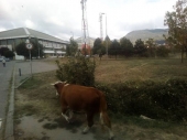 Krava sama šeta ulicama Vranja