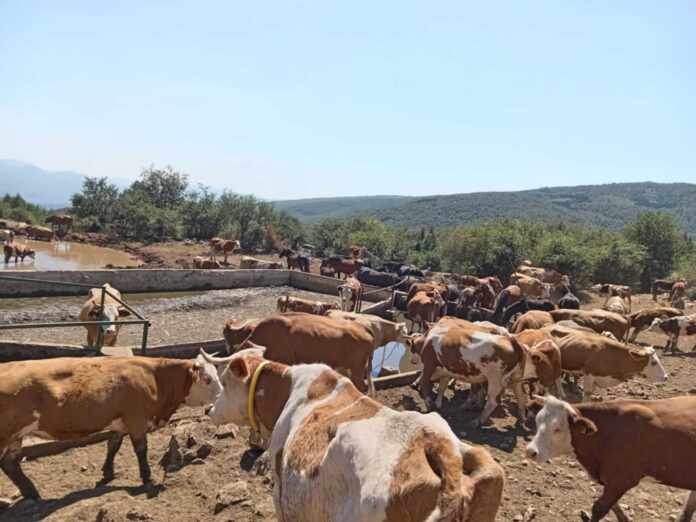 Krave i konji na Suvoj planini opet bez vode, PODES traži hitnu reakciju nadležnih