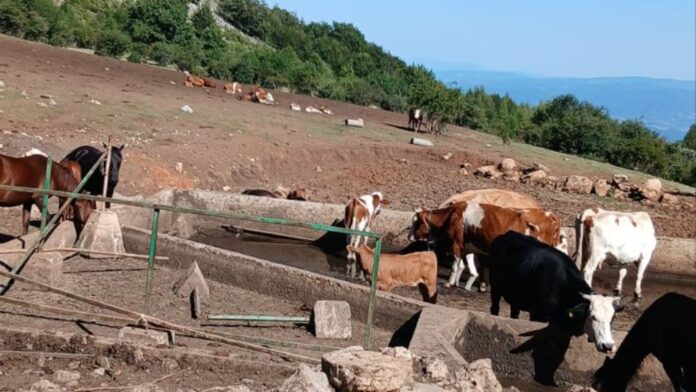 Krave i konji na Suvoj planini opet bez vode, stočari ih poveli do reke i najavili blokadu puta