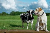 Krave usvojile psa: One misle da je on tele VIDEO