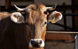 
					Kravlja terapija - mazite i grlite krave za 75 dolara na sat 
					
									