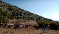 Krdo sa 1.000 krava i konja umire od žedji na Suvoj planini, stočari apeluju za pomoć