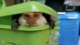 Krijumčarenje životinja: Kako su majmun, rakun i lisica spaseni u Tajlandu