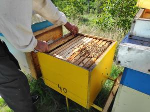 Krivična prijava protiv dvojice Nišlija, krali košnice sa pčelama