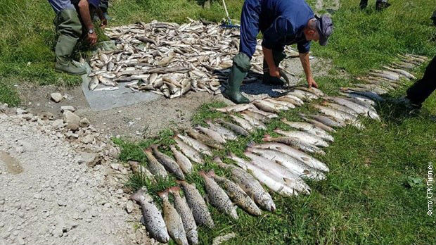 Krivične prijave zbog pomora ribe u pljevaljskim rekama
