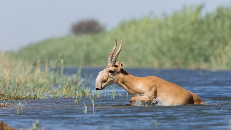 Krivolov na kazahstansku sajga antilopu