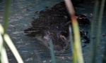 Krokodil izvukao dečaka (10) iz čamca i pojeo ga, roditelji bespomoćno posmatrali!