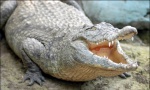 Krokodil ubio mladog fudbalera posle treninga!