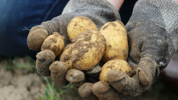 Krompir sve manje proizvodimo, a najviše uvozimo iz Nemačke