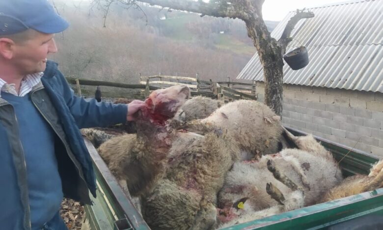 Krvavi pir pasa lutalica – Kod Priboja zaklali 20 ovaca