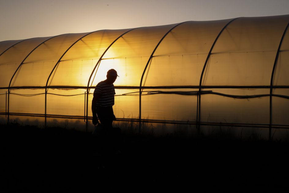 Kune prenele koronu na radnika jedne farme u Holandiji