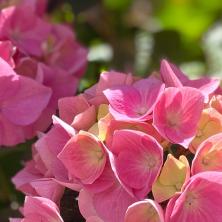 Kupila plavu hortenziju, presadila je, a sledeće godine IZNIKAO CVET PINK BOJE - Evo zašto se ovo dešava