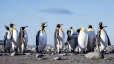 Kurs o ptičjoj seksualnosti za decu do osam godina: Plan zasnovan na homoseksualnoj vezi pingvina