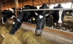 Kvalitet mleka ubuduće će kontrolisati nacionalna laboratorija