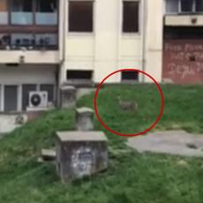 LANE MOJE OVIH DANA Novobeogradski blok 70 dom je malog BAMBIJA, kamera zabeležila NEVEROVATAN prizor (VIDEO)