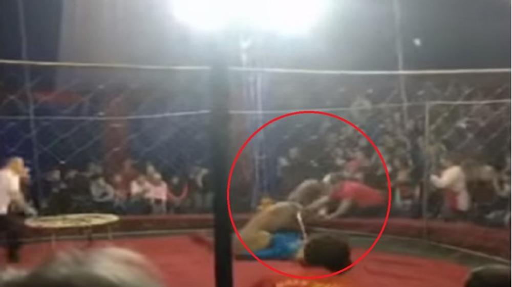 LAVICA ISKORISTILA TRENUTAK NEPAŽNJE DETETA: Napala devojčicu u cirkusu, nanela joj teške povrede glave (VIDEO)