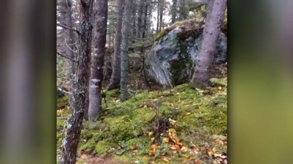 LAŽNA SNIMKA POTRESA U HRVATSKOJ: Čini se kao da zemlja guta šumu, ali evo o čeku se radi! (VIDEO)