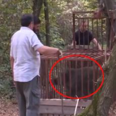 LOV NA VEPRA UŽIVO U BEOGRADU: Uhvaćena zver od 130 kilograma koja je plašila ljude po prestonici! (VIDEO)
