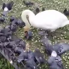 LUDI ŽIVOTINJSKI SVET: Grupa golubova napala JEDNOG labuda, šta mislite ko je bio JAČI? (VIDEO)