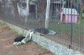 Labradorka provukla ćebe kroz ogradu kako bi pomogla uličnom psu
