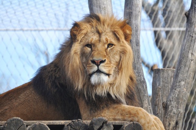 Lav ubio čuvara u zoološkom vrtu