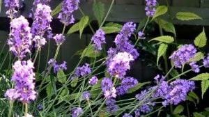 Lavanda protiv komaraca: Da li stvarno deluje i kako da je koristite kod kuće