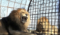 Lavica ubila lava u zoo vrtu posle osam godina zajedničkog života