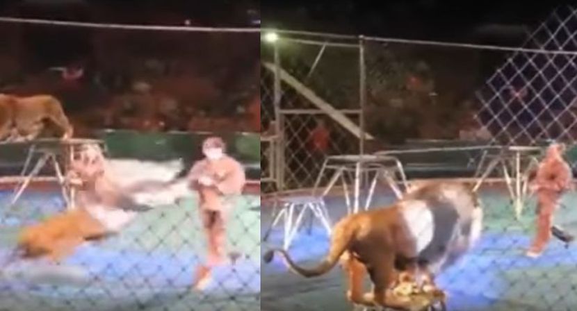 Lavovi brutalno napali trenera u cirkusu, deca vrištala: Izvukao se i nastavio sa predstavom, a onda je usledio još gori horor (VIDEO)