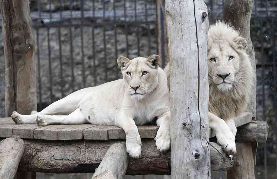 Uhvaćeni odbegli lavovi i tigrovi iz zoo vrta u Nemačkoj