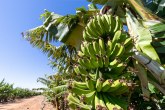 Lažna banana: Biljka koja može da nahrani 100 miliona ljudi i spase čovečanstvo gladi