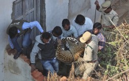 
					Leopard koji je uleteo u kuću u južnoj Indiji, uhvaćen je i prebačen u zoološki vrt 
					
									
