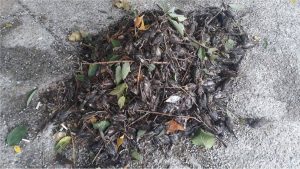 Letnje oluje u Crnoj Gori: Šta ubija podgoričke vrapce