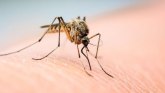 Leto, alkohol i komarci: Zašto češće napadaju kada pijete