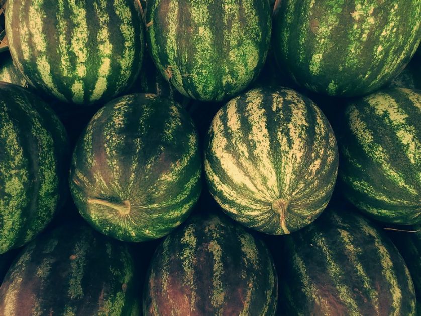 Lidl ove sezone otkupio oko 5.000 tona lubenice iz Srbije, glavni dobavljač iz Klenka