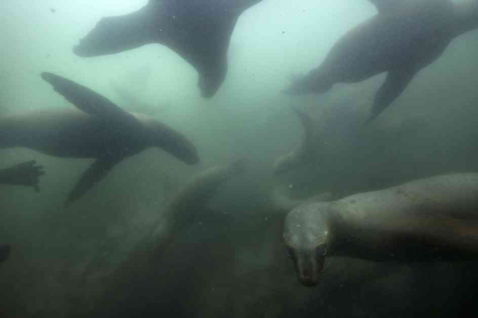 Lima: Turisti hrle da bi plivali sa morskim lavovima