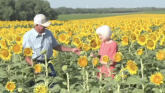 Ljubav na 80 hektara: Muž zasadio polje suncokreta kao poklon za 50. godišnjicu braka
