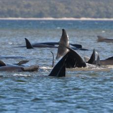 Ljudi su posmatrali kitove, ali su zanemeli kada su uočili životinju koja je poslednji put viđena 1991. godine!