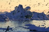 Lov na blato: Grenland se topi, a bogataši umesto katastrofe vide profit