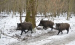 Lovci će zbog kuge odstreliti 70 odsto divljih svinja!