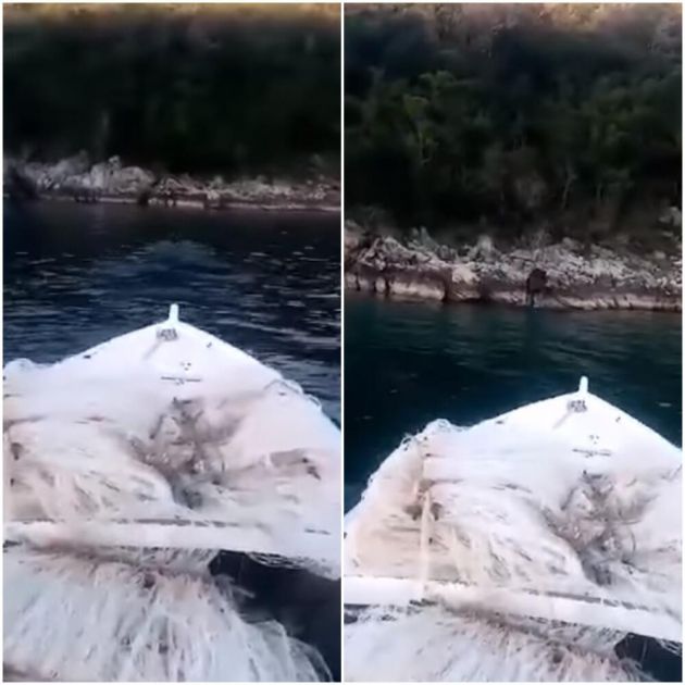 MALO SE OSVEŽIO PA VRATIO U ŠUMU: Medved se okupao u moru pored Neuma VIDEO