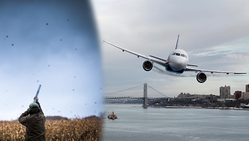 MASAKR: Ubijeno 70.000 ptica da bi raščistili put avionima u Njujorku