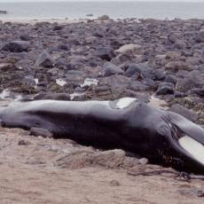MASOVNO UGINUĆE: Na jugozapadnoj obali Islanda pronađeni leševi najmanje 20 pilot kitova