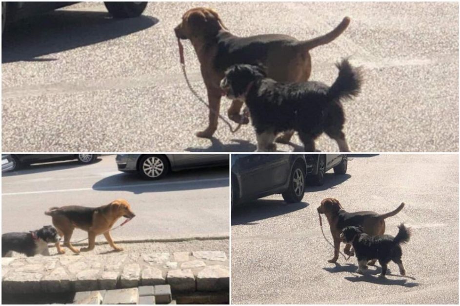 MAZA I LUNJA SA BALKANA Fotografija dva psa iz Stolca oduševila region: Kao da se drže za ruke FOTO
